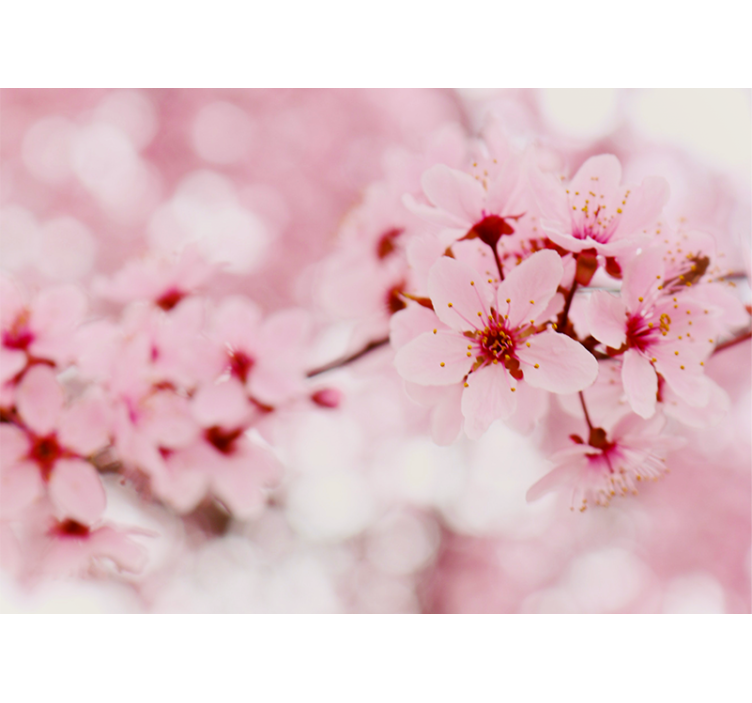 Cherry blossom blooms fototapete cvetje - TenStickers