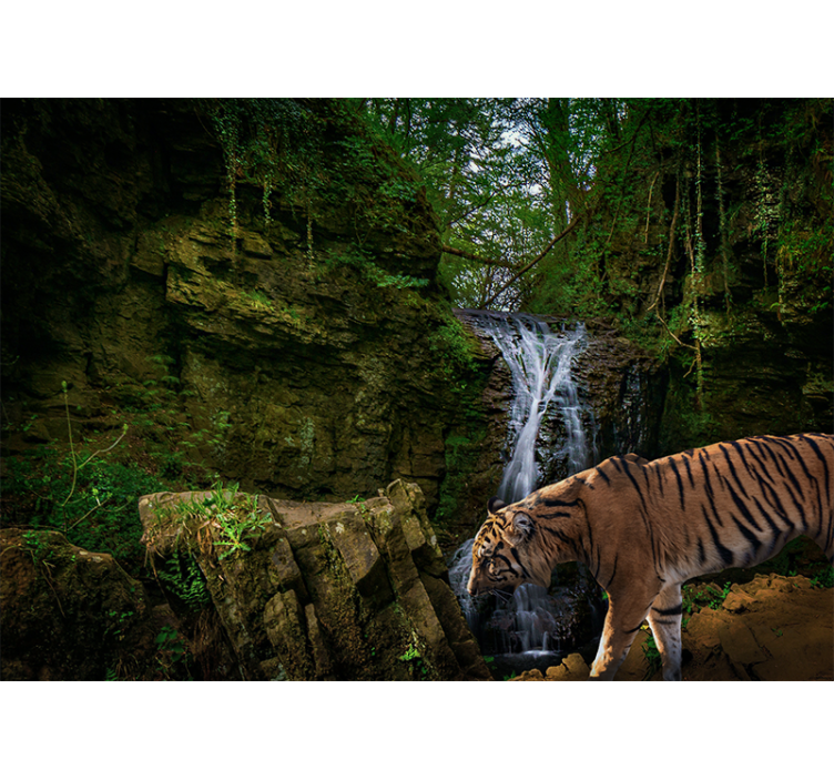 Fototapeta gozd sprehod veličastnega tigra - TenStickers