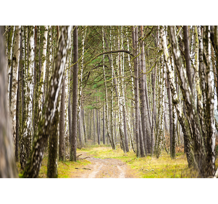 Serene woodland path fototapeta gozd - TenStickers