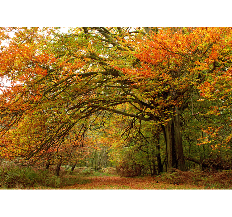 Autumn woodland view fototapeta gozd - TenStickers