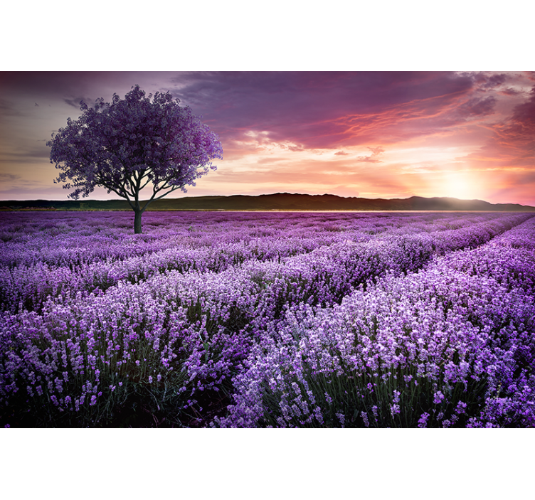 Lavender meadow twilight fototapete s cvetjem - TenStickers