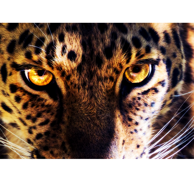 Regal leopard stare fototapeta z levom - TenStickers