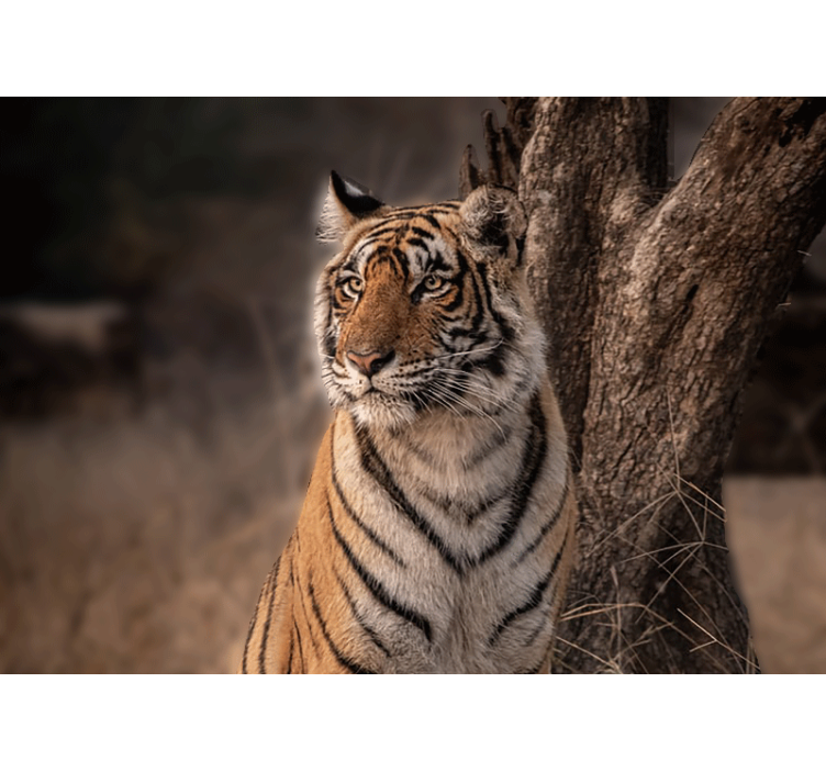 Tiger, ki leži na drevesu, stenska poslikava - TenStickers