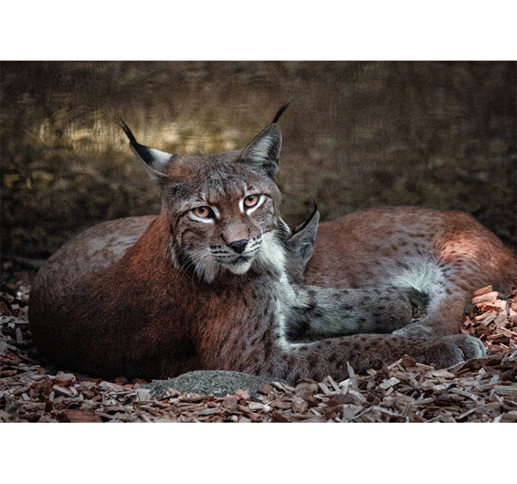 Lynx sleeping pair fototapete z živalmi - TenStickers