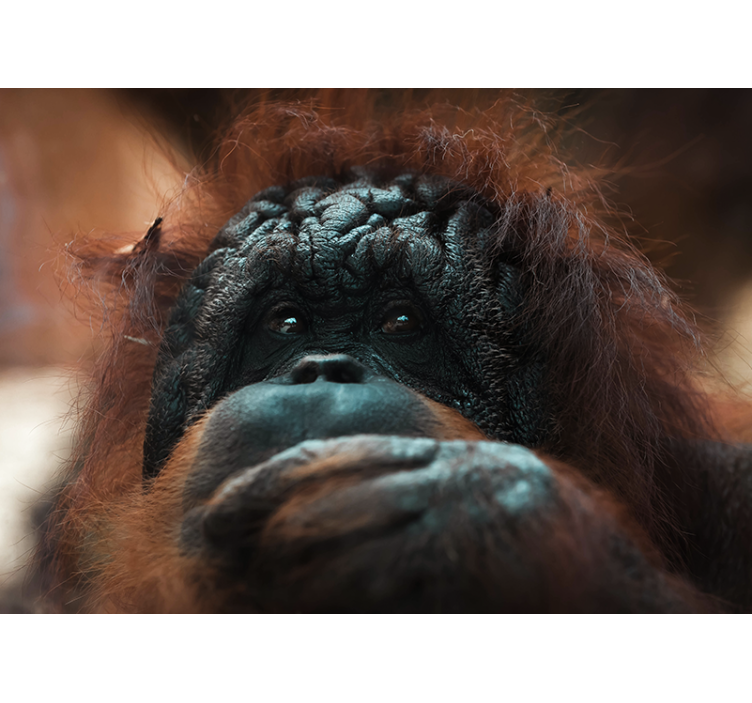 Orangutan's thoughtful gaze fototapete z živalmi - TenStickers