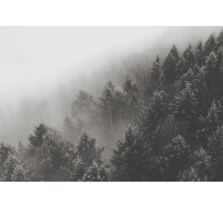 Misty pine landscape fototapeta gozd - TenStickers