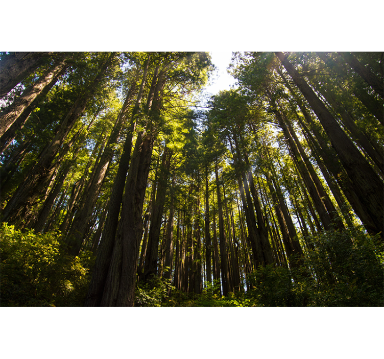 Visoka drevesa Fototapeta Gozd - TenStickers