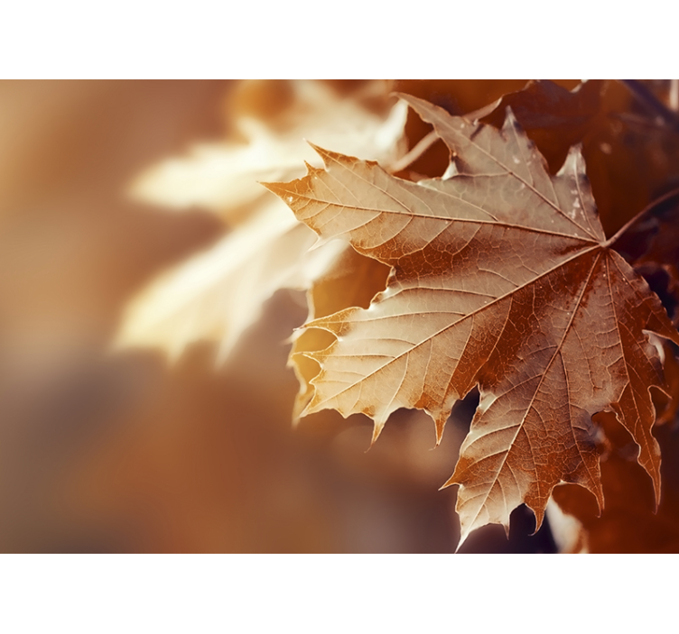 Stenski list - TenStickers