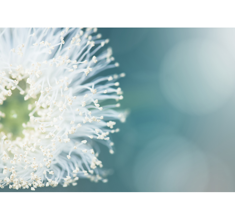 Semena cvetov stenske maslačke - TenStickers