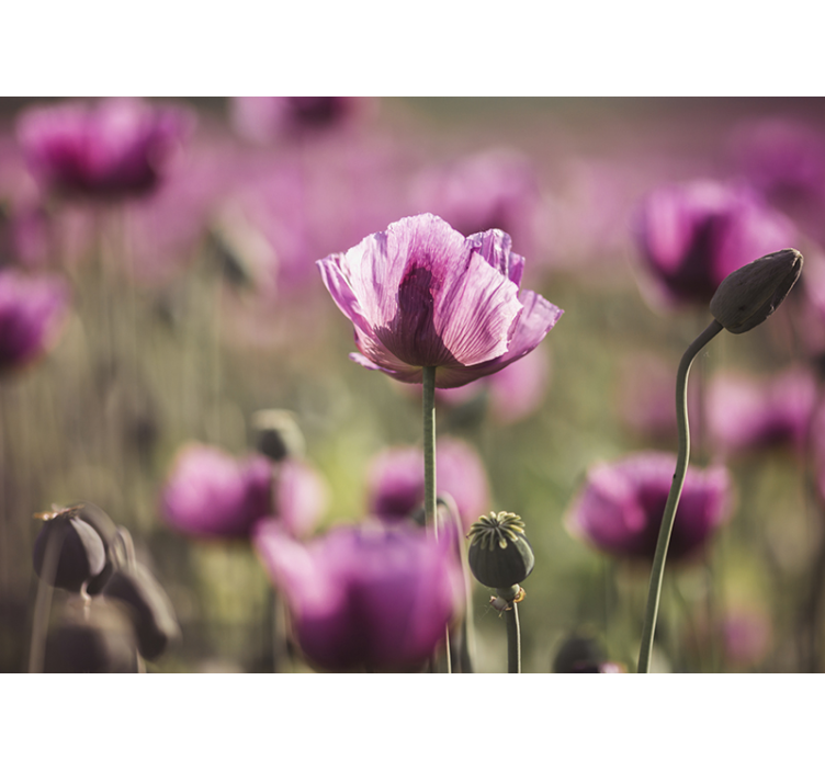 Stunning poppy blooms fototapeta z makovimi cvetovi - TenStickers