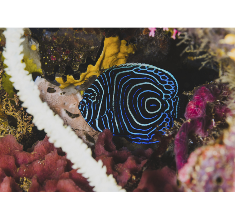 Stenska stena živalskih sten iz eksotičnih modrih rib - TenStickers