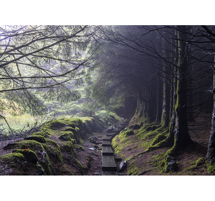 Mystic forest path fototapeta gozd - TenStickers