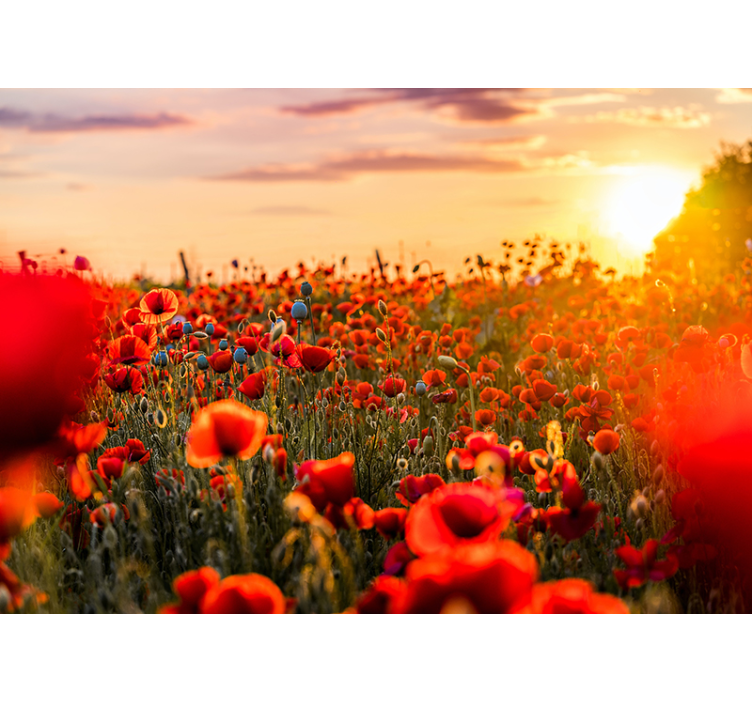 Radiant poppy field fototapeta z makovimi cvetovi - TenStickers