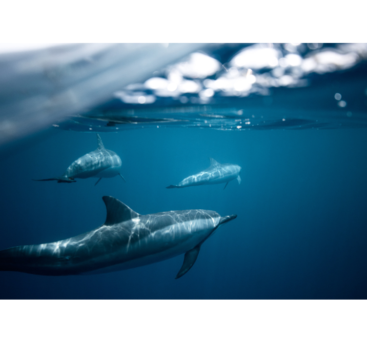 Prizor plavajočih delfinov Fototapete z živalmi - TenStickers