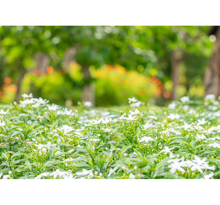 Lush white blooms fototapete cvetje - TenStickers