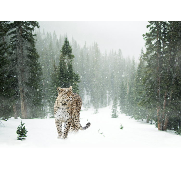Snowy leopard stroll fototapete z živalmi - TenStickers