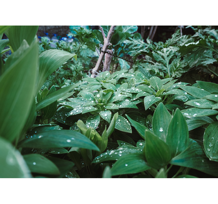 Zeleni list z vodnimi kapljicami 3d fototapeta - TenStickers