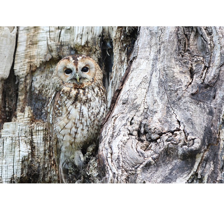 Portret modre sove Fototapete z živalmi - TenStickers