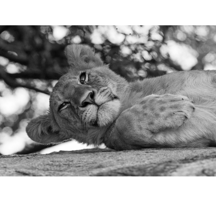 Majestic lion relaxing fototapeta z levom - TenStickers