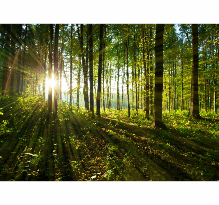 Sunny forest glow fototapete narava - TenStickers