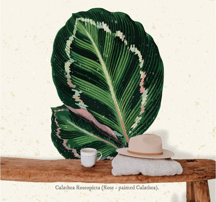 Calathea leaf display fototapete cvetje - TenStickers