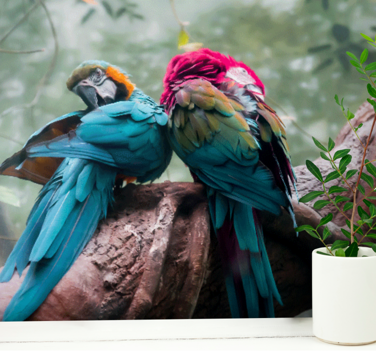 Colorful parrots embrace fototapete z živalmi - TenStickers