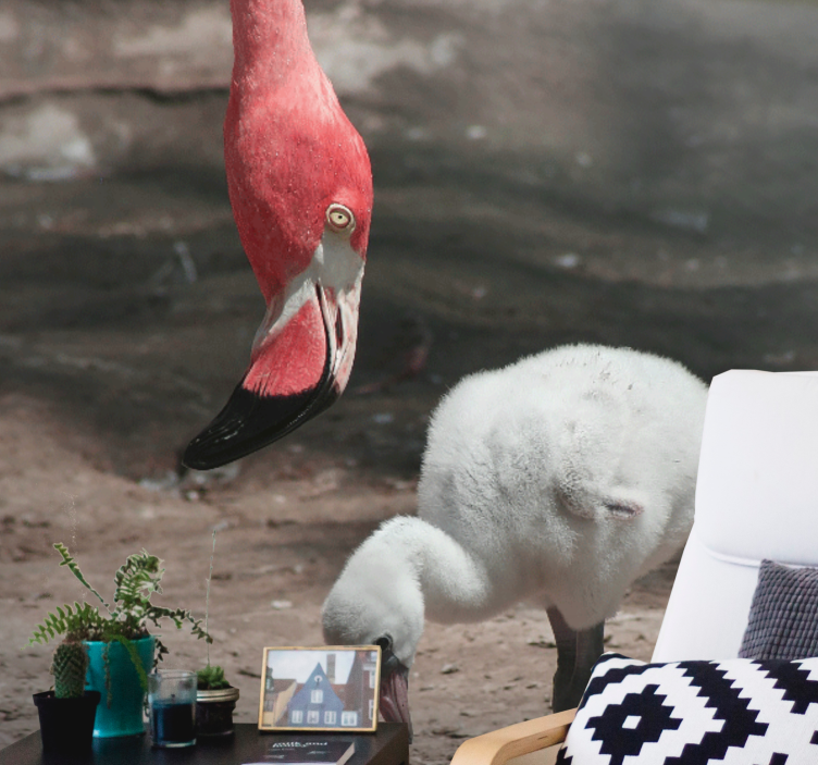 Flamingo chick fototapete z živalmi - TenStickers