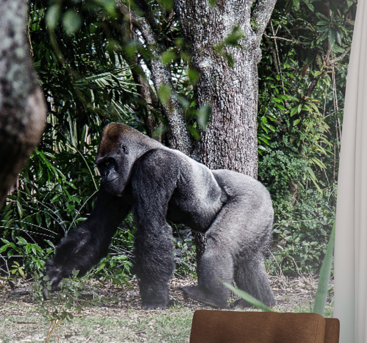 Majestic gorilla strolling fototapeta z živalmi - TenStickers