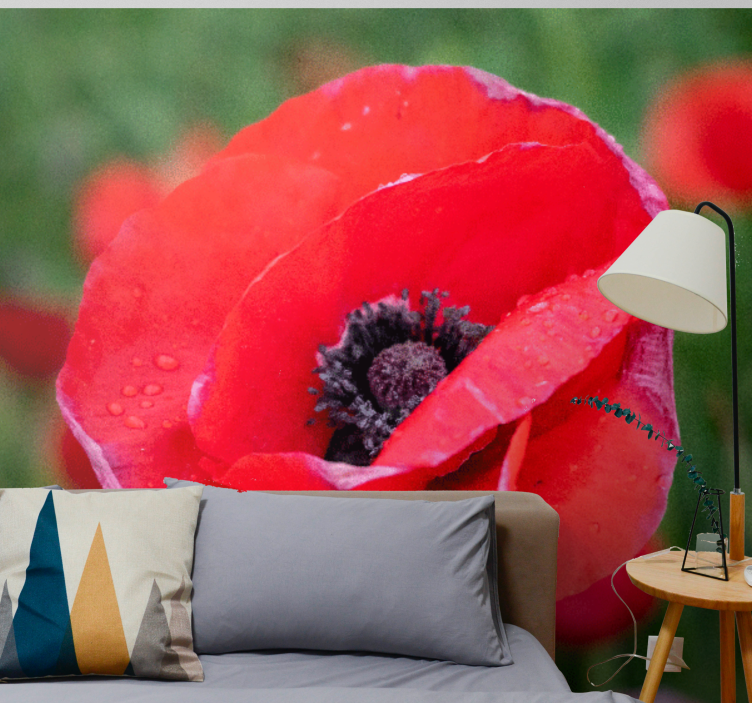 Red poppy blossom fototapeta z makovimi cvetovi - TenStickers