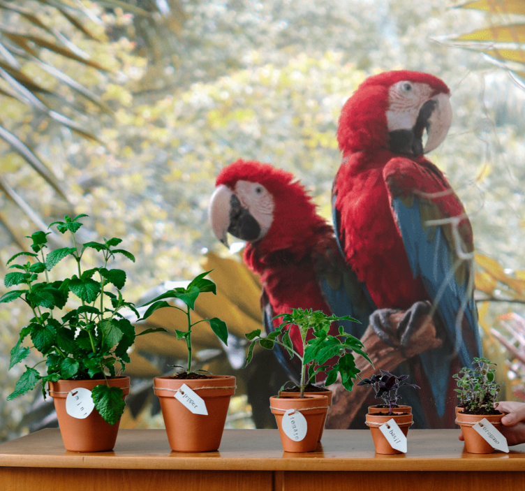 Scarlet macaw pair fototapete z živalmi - TenStickers