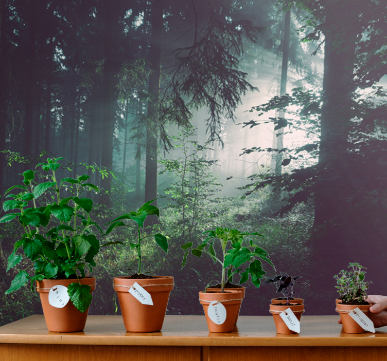 Verdant woodland landscape fototapete narava - TenStickers