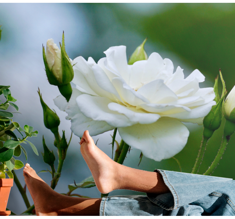 White rose cute pic rose wall fototapeta - TenStickers