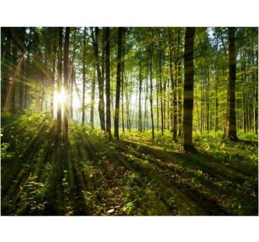 Golden sunburst woods fototapeta gozd - TenStickers