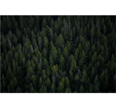 Deep woodland texture fototapeta gozd - TenStickers