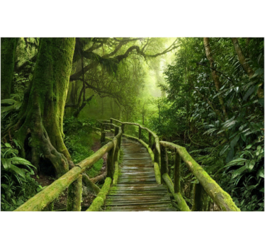 Lush mossy boardwalk fototapeta gozd - TenStickers