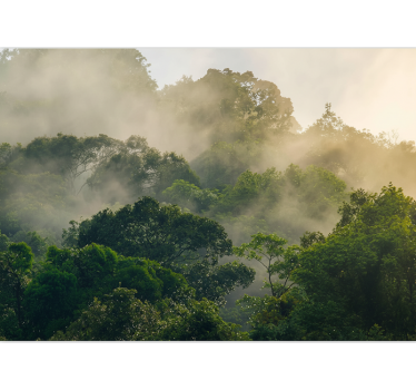 Lush jungle canopy fototapeta gozd - TenStickers