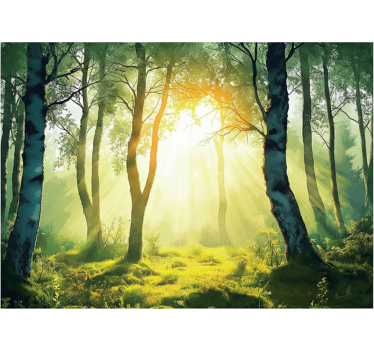 Sun-drenched birch mural fototapeta gozd - TenStickers