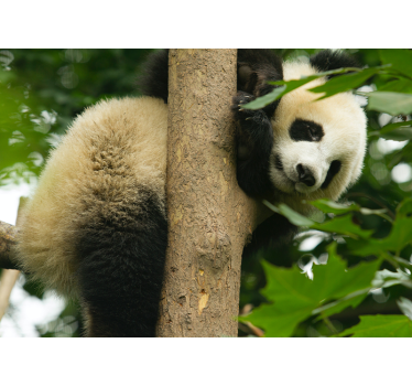 Panda, ki visi na stenski tapeti z drevesa - TenStickers