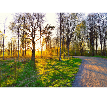 Sunny woodland trail fototapete narava - TenStickers