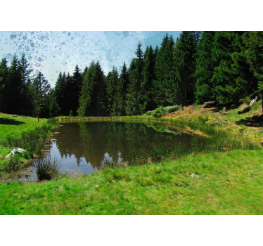 Tranquil forest view stenske poslikave - TenStickers