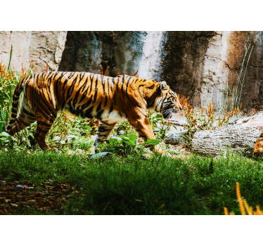 fototapeta tiger v džungli dnevne sobe - TenStickers