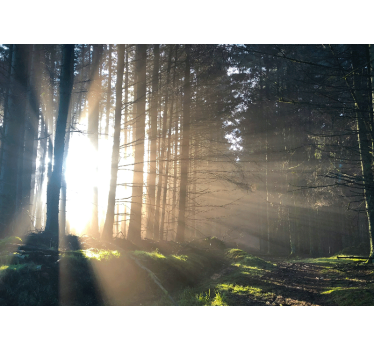 Lit forest path fototapeta gozd - TenStickers