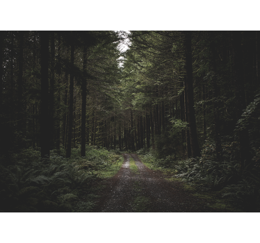 Verdant woodland trail fototapete narava - TenStickers