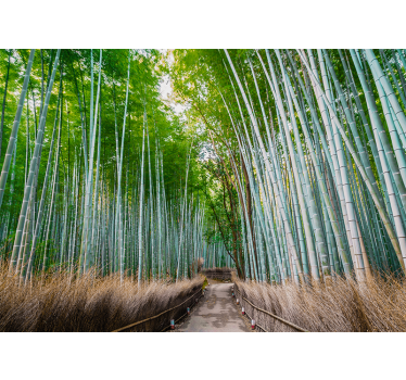 Bamboo forest path fototapeta s bambusom - TenStickers