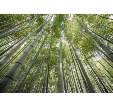 Tall bamboo forest fototapeta s bambusom - TenStickers
