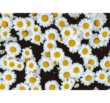 tapeta roza marjetice - TenStickers