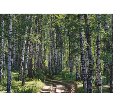 Serene birch forest fototapete narava - TenStickers