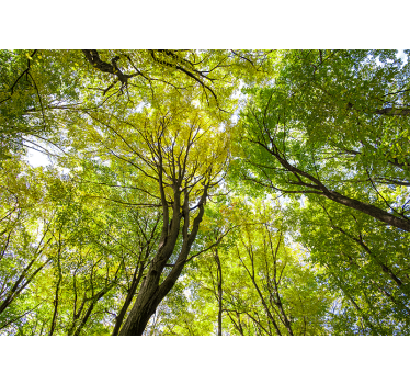 Lush forest canopy fototapete narava - TenStickers