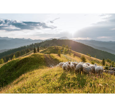 Sheep on hillside stenske poslikave - TenStickers