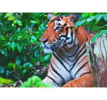 Tapeta džungle sijajen tiger v pogledu - TenStickers